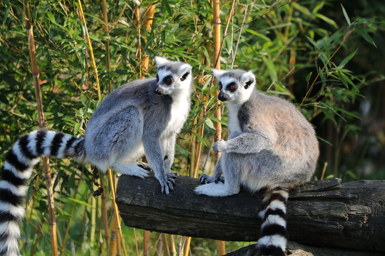 Jak przygotować się do wycieczki na Madagaskar